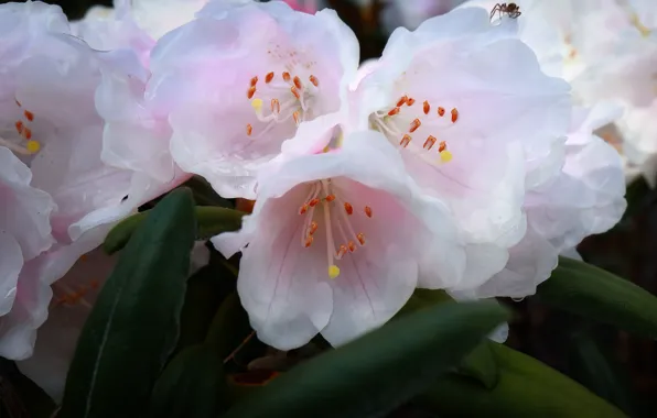 Leaves, drops, macro, flowers, pink, spider, Azalea, rhododendrons