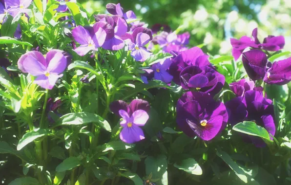 Light, flowers, spring, Pansy, flowerbed, lilac, bokeh, violet