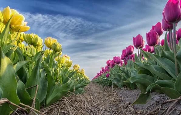 Flowers, nature, tulips
