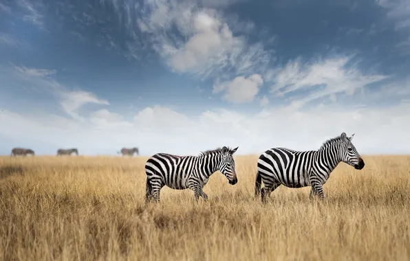 Field, the sky, grass, clouds, Zebra, Savannah, Zebra, two zebras