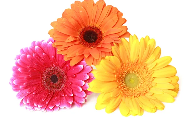 Macro, flowers, colorful, gerbera, gerbera