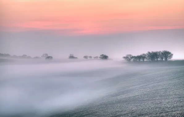 Trees, nature, fog, field, spring, morning, UK, dawn