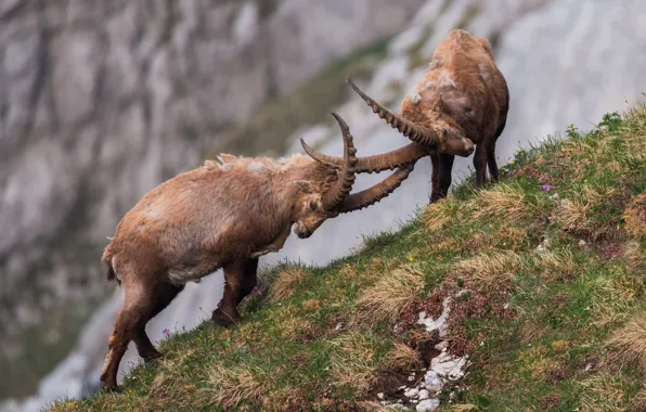 Picture horns, tournament, mountain goat