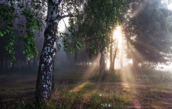 Forest, summer, the sun, rays, light, fog, glade, foliage