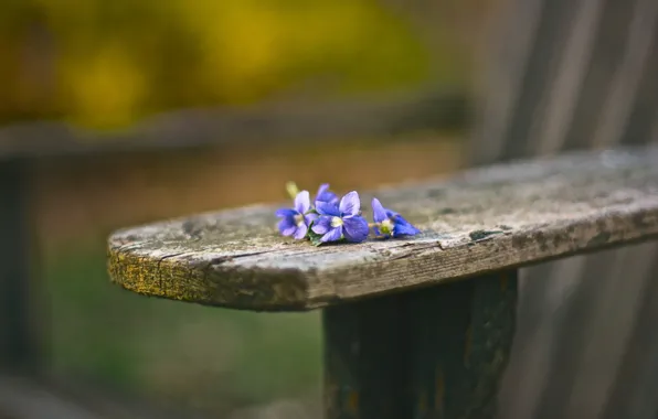 Flowers, background, bench