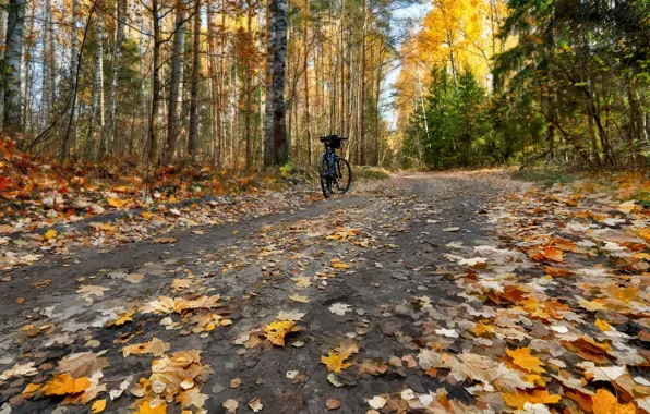 Road, autumn, leaves, bike