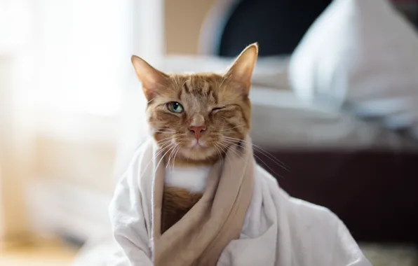 Cat, eyes, mustache, look, background