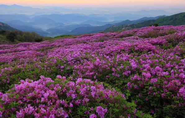 Summer, the sky, leaves, clouds, flowers, mountains, fog, thickets