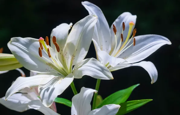 Picture macro, Lily, petals, white lilies