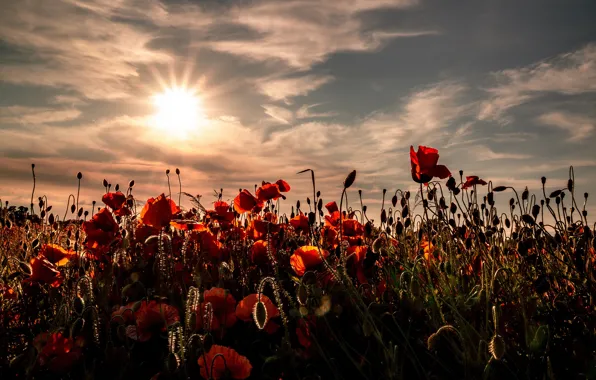 Sunset, Maki, poppy field