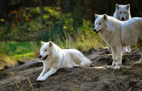 Nature, snow, predator, face, animal, wolf, wolves, wildlife