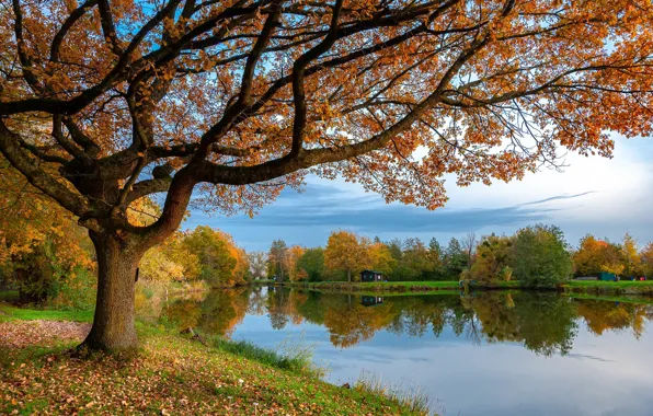 Picture trees, lake, autumn