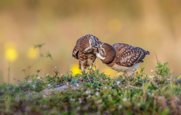 Grass, birds, pose, owl, two, pair, owls, a couple