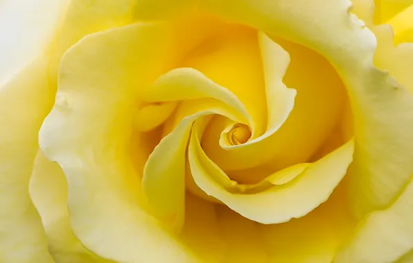 Picture macro, rose, petals, yellow