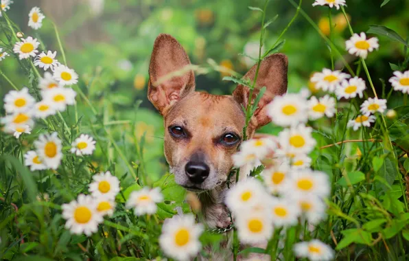 Picture flowers, chamomile, dog, face