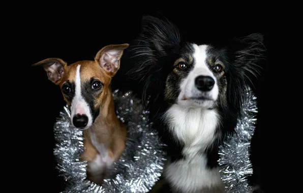 Look, pose, Shine, portrait, dog, Christmas, New year, black background