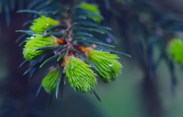 Spring, pine, spruce, twig