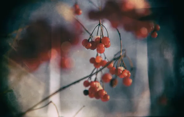 Berries, spring, red, Rowan, Kalina
