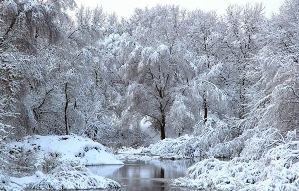 Winter, snow, trees, river