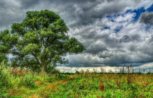 Picture field, the sky, grass, clouds, tree