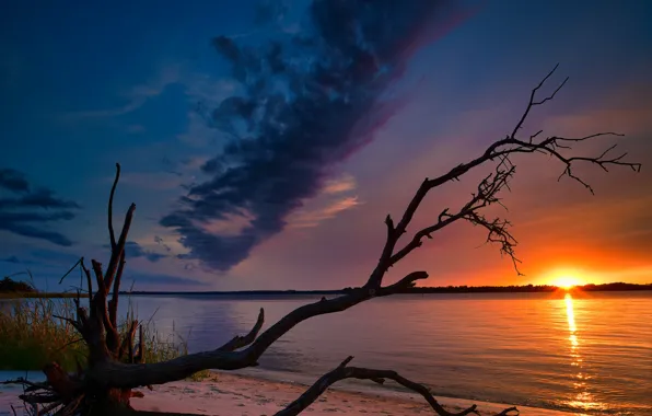 The sky, trees, sunset, river, snag, North Carolina, North Carolina, Cape Fear River