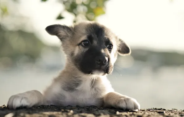 Picture dog, puppy, German Shepherd