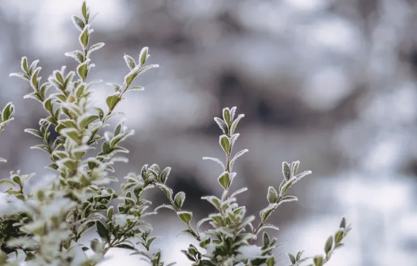 Winter, Bush, Plant, Ice, Frost, Winter, Frost, Ice