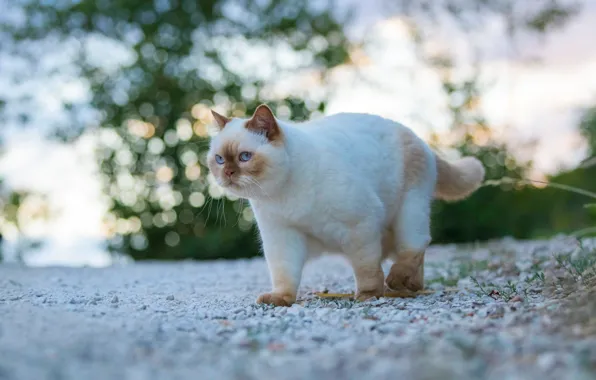 Cat, grass, cat, look, face, nature, pebbles, glare