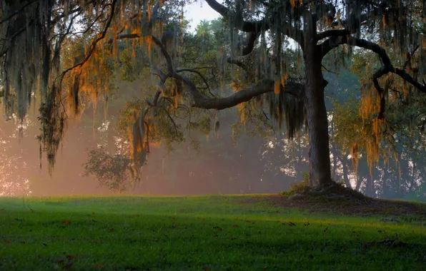 Picture forest, grass, light, trees, branches, fog, glade