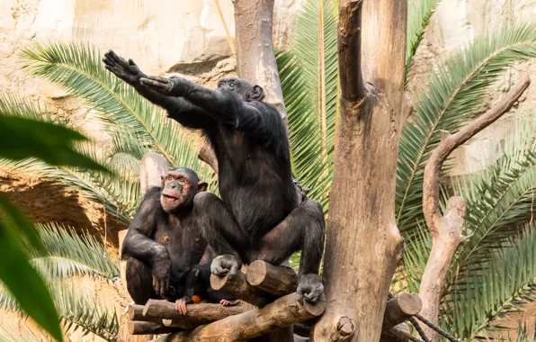 Leaves, Palma, tree, paws, monkey, charging, a couple, zoo