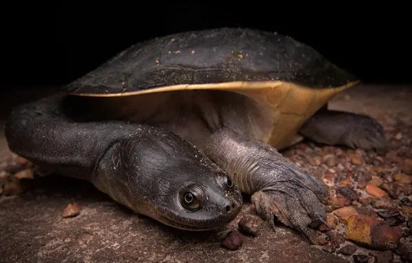Reptile, Chelodina rugosa, Northern snake-necked turtle