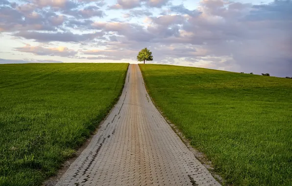Field, the sky, tree