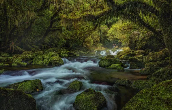 Forest, river, stones, waterfall, moss, New Zealand, New Zealand, South Island