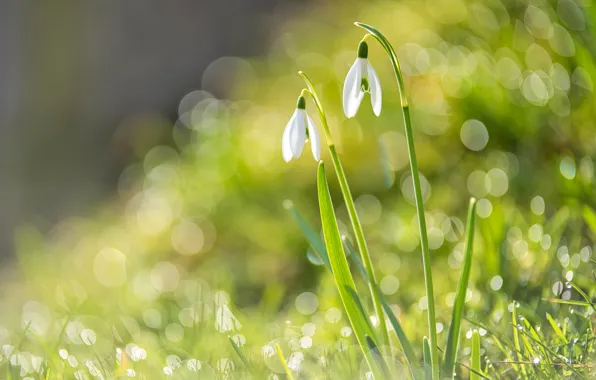 Flowers, spring, snowdrops, Duo