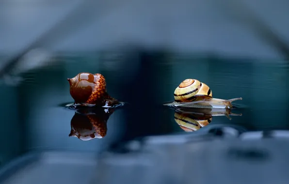 Water, macro, reflection, snail, acorn