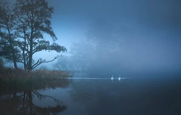 Trees, fog, swans, pond