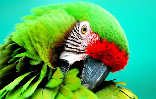 Picture bird, Parrot, Soldiers ' Ara