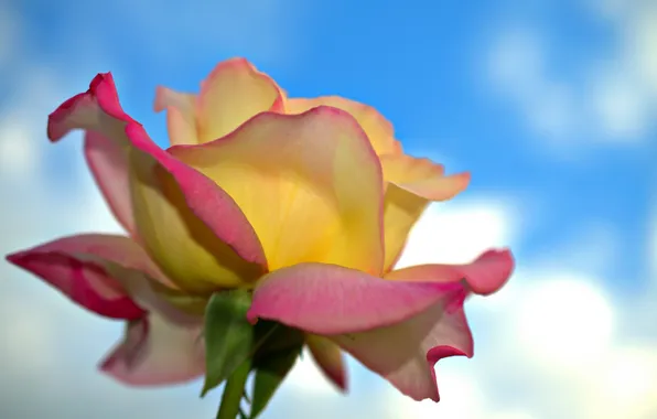 The sky, macro, rose, petals