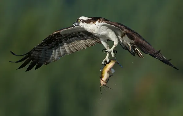 Picture bird, wings, fish, flight, mining, catch, osprey