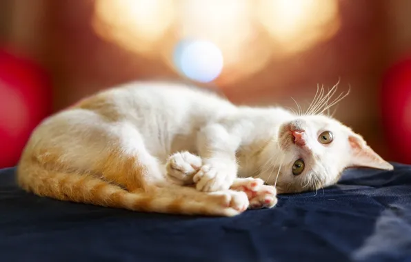 Blurred background, lying on his side, white cat