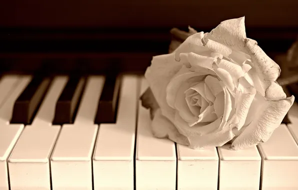 Flower, music, rose, piano