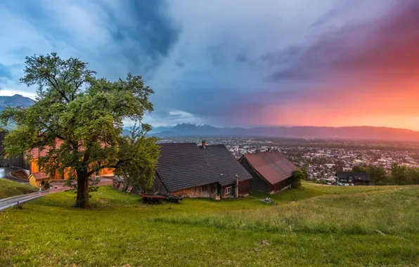 Field, tree, village, houses