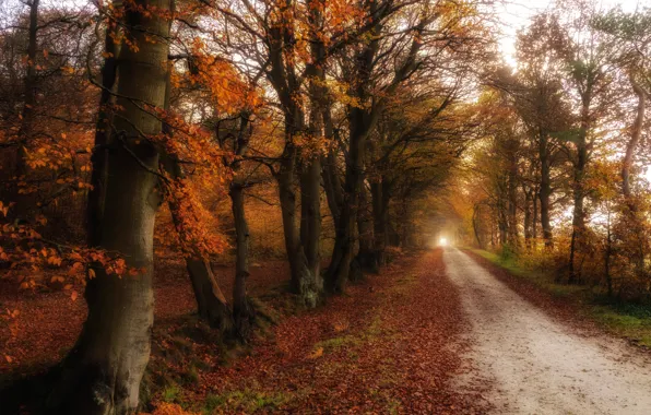 Picture road, autumn, nature