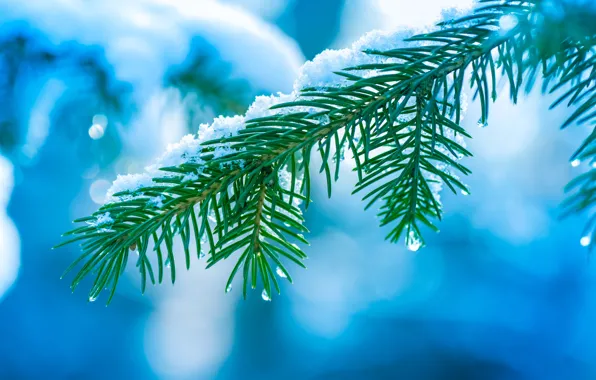 Winter, drops, macro, snow, needles, tree, tree, branch