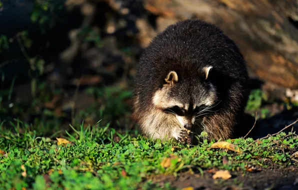 Picture greens, summer, grass, light, nature, pose, raccoon, sitting