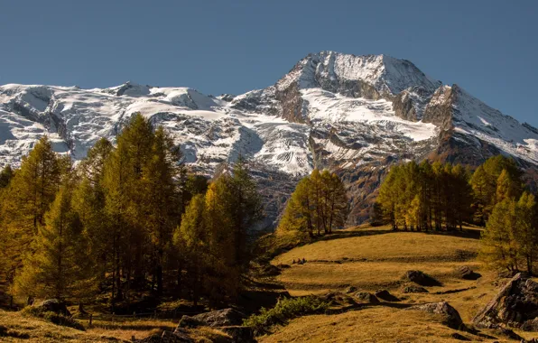 Autumn, forest, grass, trees, mountains, stones, glade, France