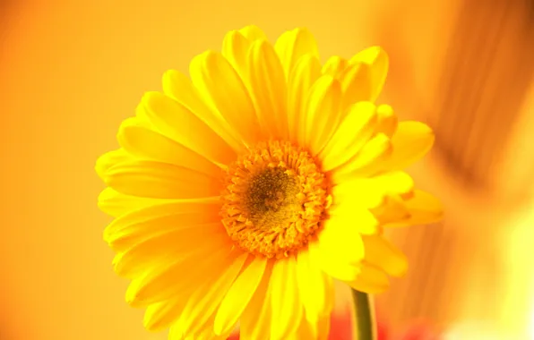 Picture macro, plant, petals, gerbera