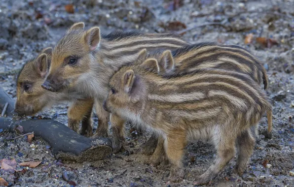 Nature, background, boars