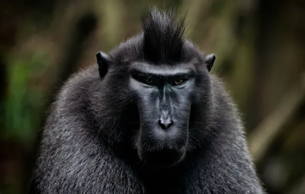 Picture Look, Monkey, Face, A mammal, Crested Macaque, Crested Baboon