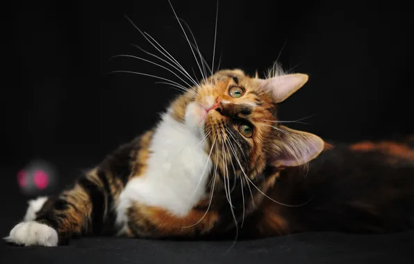 Cat, mustache, mood, bogatka